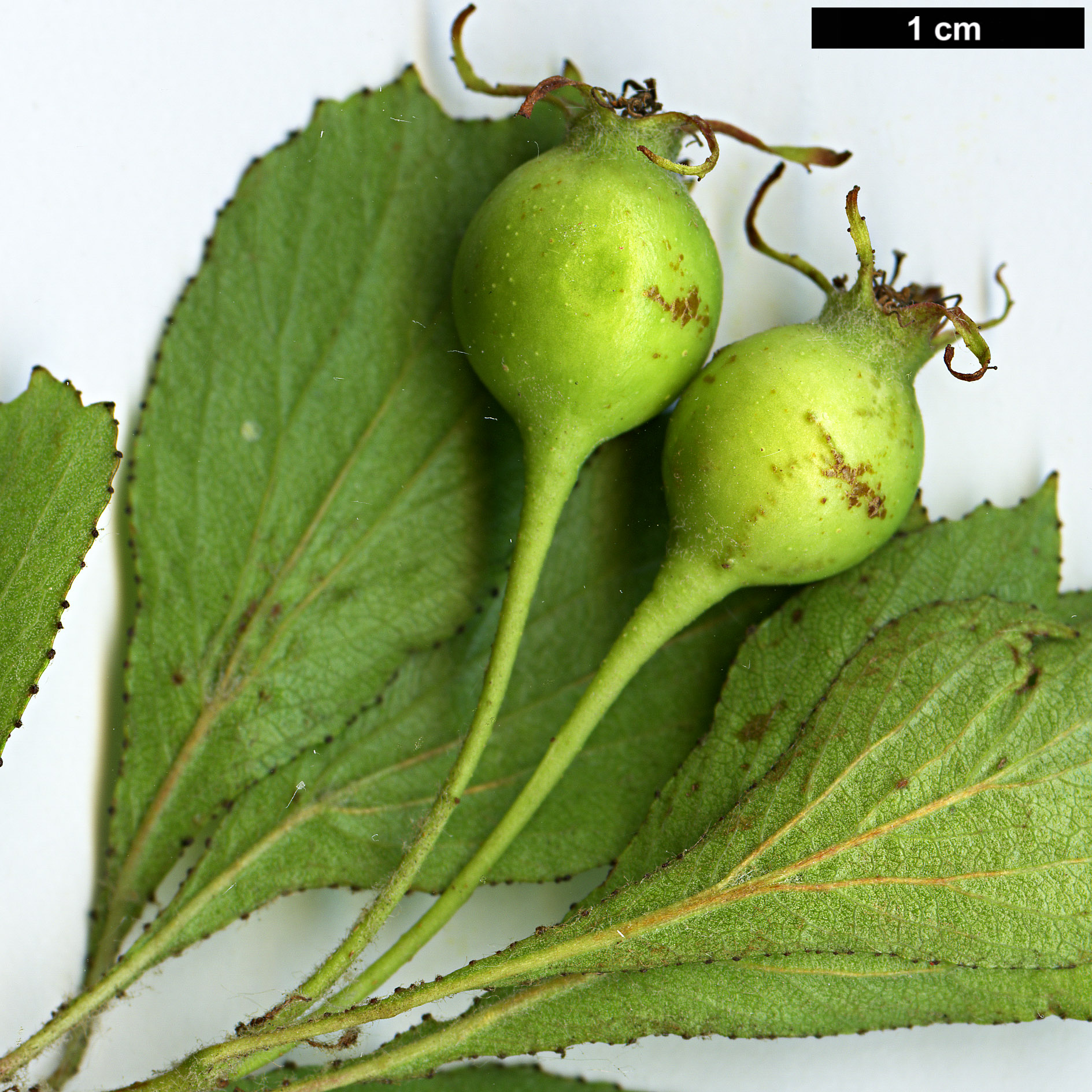 High resolution image: Family: Rosaceae - Genus: Crataegus - Taxon: lassa - SpeciesSub: var. colonica